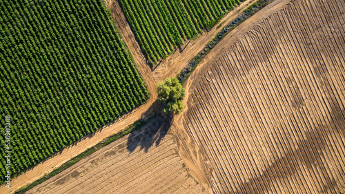 Aerial view of lonely tree in the middle of a field
