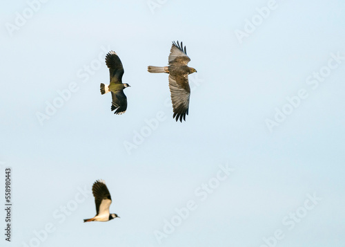 Northern lapwing (Vanellus vanellus) chasing the predator western marsh harrier (Circus aeruginosus) in the sky unique moments of bird life and wildlife photo