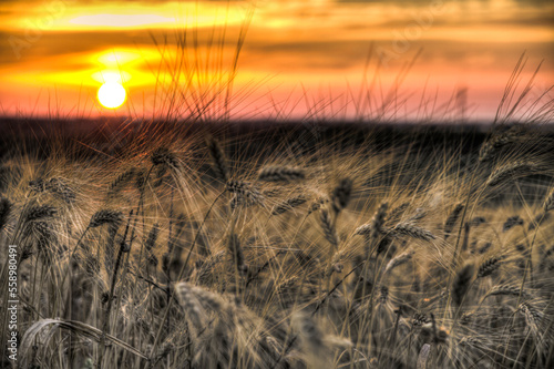grain yellow wheat Sheaves at sunset