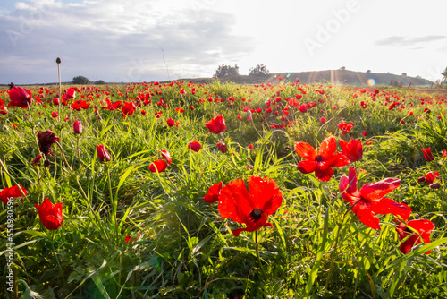 sunlight on blooming red Anemone Coronaria field