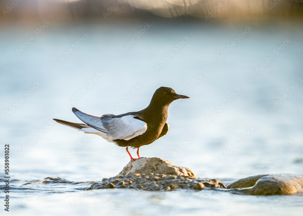 White-winged tern, or white-winged black tern (Chlidonias leucopterus or Chlidonias leucoptera), is a species of tern in the family Laridae. White-winged tern in a typical biotope. White-winged tern, or white-winged black tern (Chlidonias leucopterus or Chlidonias leucoptera), is a species of tern in the family Laridae. White-winged tern in a typical biotope.