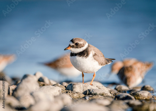 Common ringed plover or ringed plover (Charadrius hiaticula) is a small plover of the Charadriidae family. Common ringed plover in a typical biotope.