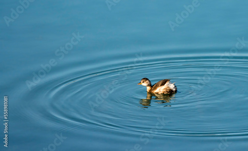 A little grebe swimming on the Seyhan River. The little grebe (Tachybaptus ruficollis), also known as dabchick, is a member of the grebe family of water birds.