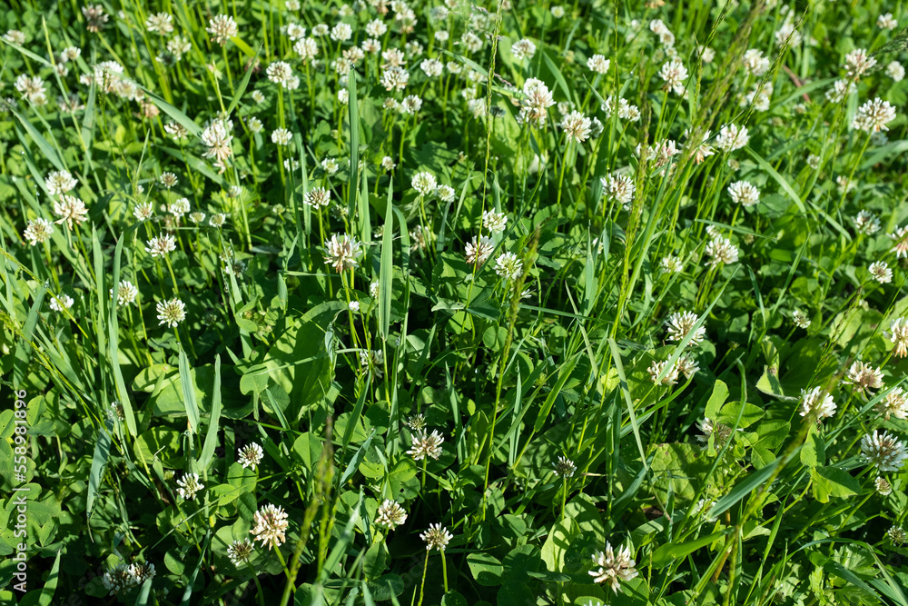 White clover on summer meadow. Blooming clover flowers in green grass for publication, design, poster, calendar, post, screensaver, wallpaper, postcard, banner, cover, website. High quality photo White clover on summer meadow. Blooming clover flowers in green grass for publication, design, poster, calendar, post, screensaver, wallpaper, postcard, banner, cover, website. High quality photo