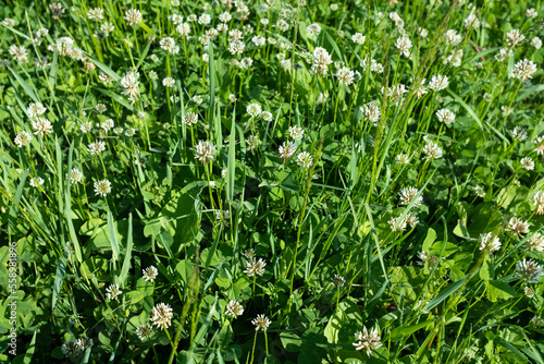 White clover on summer meadow. Blooming clover flowers in green grass for publication, design, poster, calendar, post, screensaver, wallpaper, postcard, banner, cover, website. High quality photo