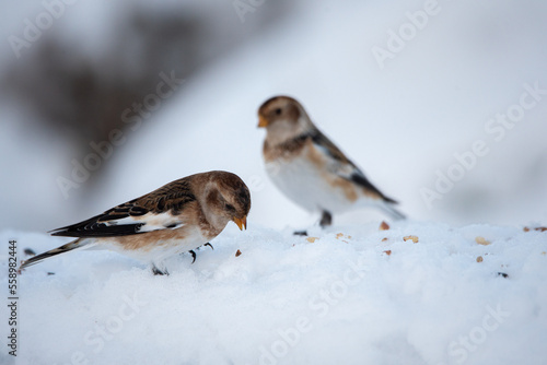 Snow bunting, śnieguła zwyczajna, Plectrophenax nivalis, passerine bird in the family Calcariidae