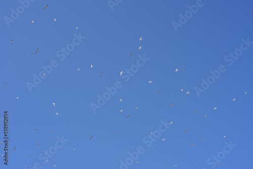 seagulls against the blue sky