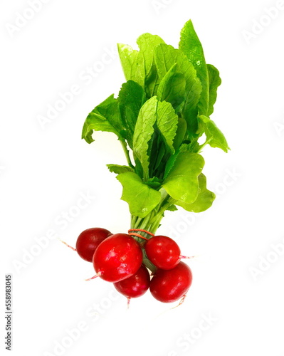Group of five whole red radish with fresh green leaves isolated on white background