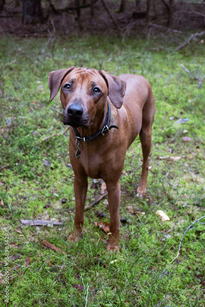Rhodesien Ridgeback Hund im Wald, Aufmerksamer Hund Rhodesien Ridgeback Hund im Wald, Aufmerksamer Hund