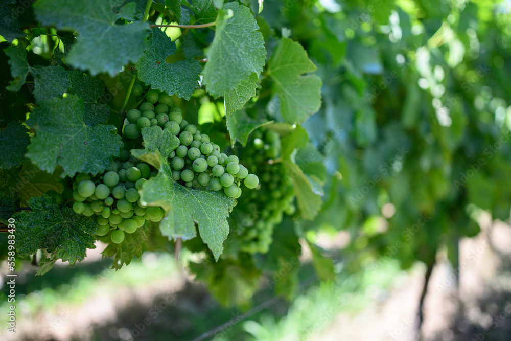 Vineyards Vineyards