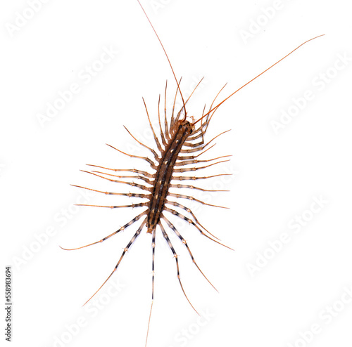 House centipede isolated on white.