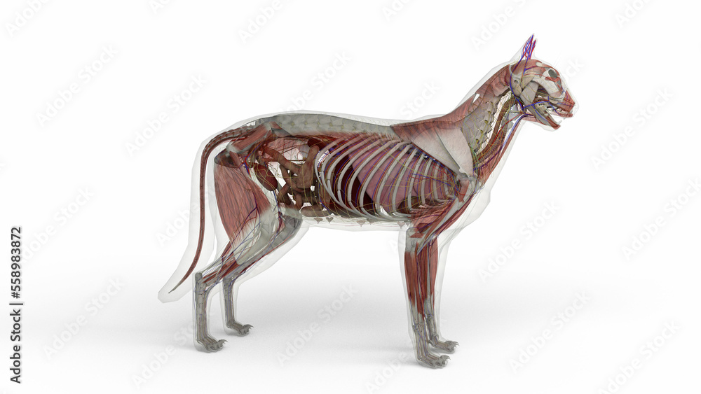 3D illustration of cat anatomy with transparent body in clean white background - obrazy, fototapety, plakaty 
