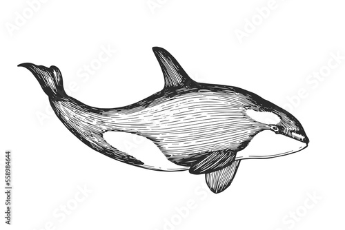 Vector hand-drawn illustration of a killer whale in the style of engraving. A black and white sketch with an oceanic wild animal isolated on a white background.