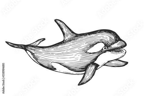 Vector hand-drawn illustration of a killer whale in the style of engraving. A black and white sketch with an oceanic wild animal isolated on a white background.