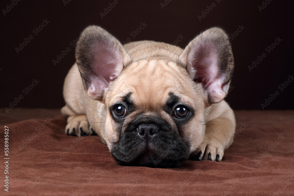 Cute little french bulldog puppy. Funny Puppy