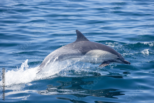 dolphin in the sea, dolphin jumping out of water, dolphin in the water, common dolphin  © FPLV