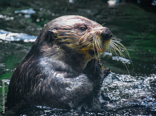sea lion on the rock