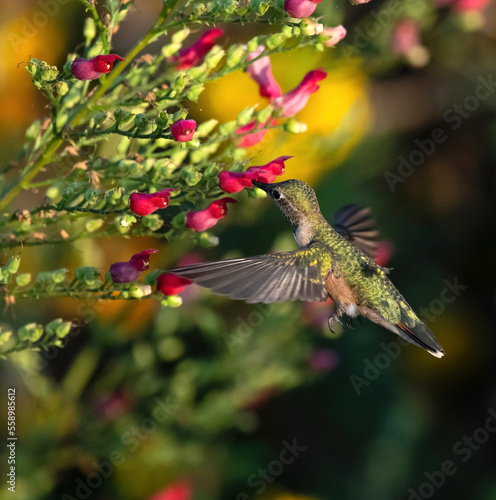 A Hummingbird sipping nectar out of a plant called Scrophularia macrantha or 
