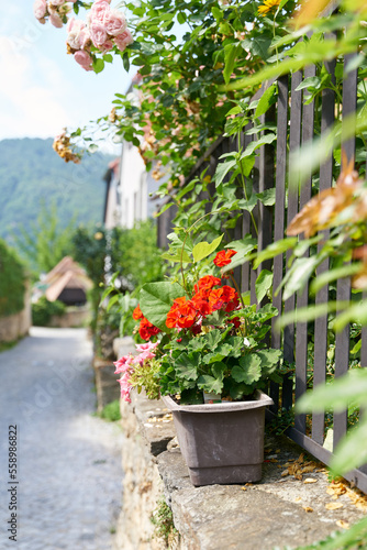 Geranien als Dekoration auf einer Mauer im malerischen Dürnstein in Österreich © Heiko Küverling