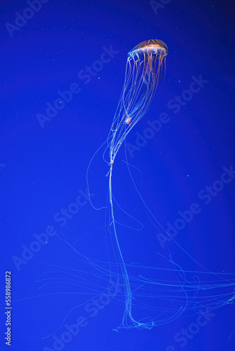 macro photography underwater northern sea nettle or brown jellyfish jellyfish © Minakryn Ruslan 