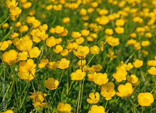 Scharfer Hahnenfuß, Ranunculus acris, im Frühling
