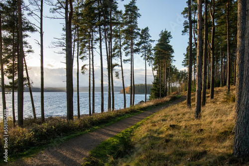 Woodland trail by Kielder water