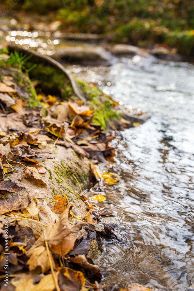 Fototapeta premium leaves and moss at riverbank with small creek in blurred background in autumn near Bad Urach