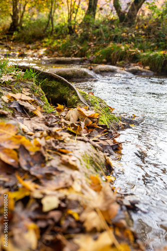 leaves and moss at riverbank of small creek in autumn near Bad Urach
