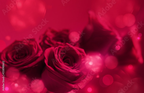 pink roses on purple background close up  color of the year 2023