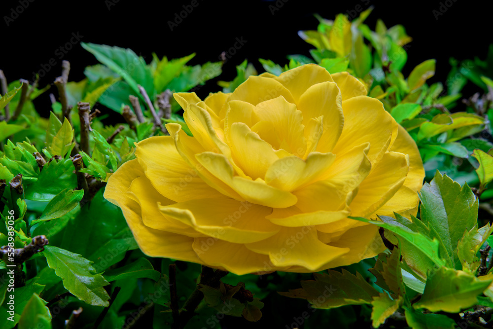 yellow ornamental plant with green leaves. yellow begonia flower. yellow plant illuminated by flash with black background. begonia in the form of mandala. yellow ornamental plant with green leaves. yellow begonia flower. yellow plant illuminated by flash with black background. begonia in the form of mandala.
