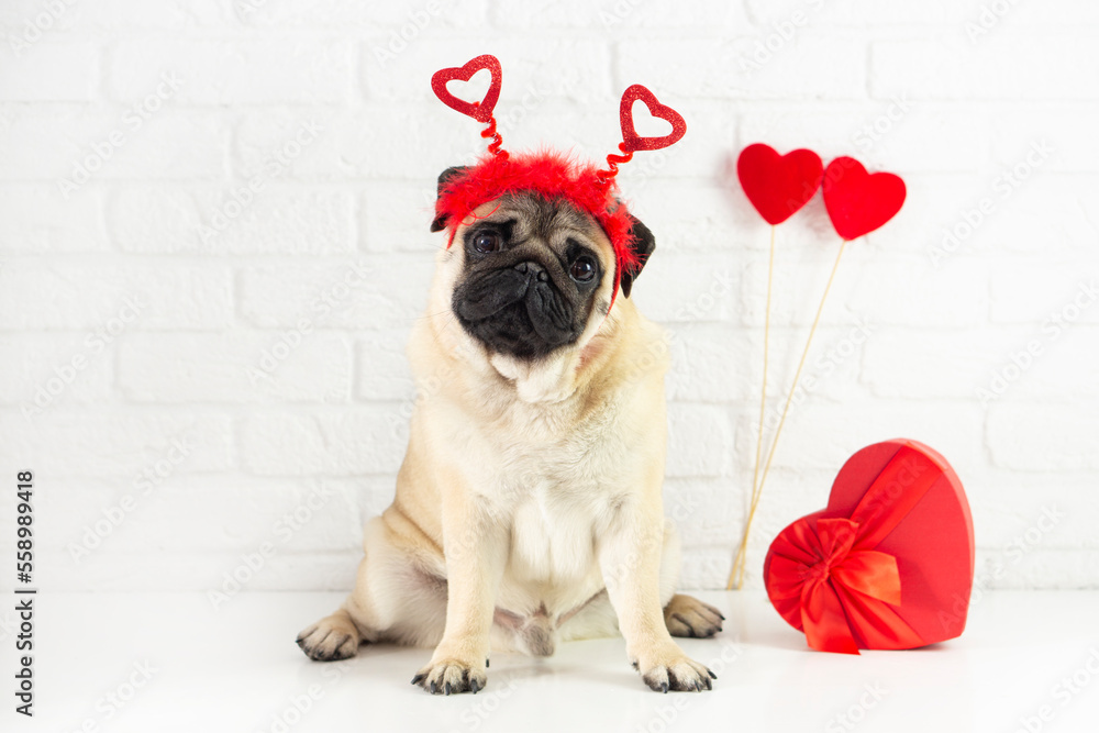  Valentine funny pug dog dressed in a heart-shaped tiara sits with a red heart-shaped gift on a white brick wall background with copy space. valentine's day concept.