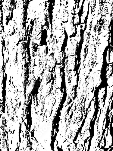 Texture of tree bark