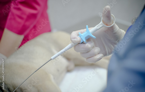 The assistant's hand in a surgical glove holds endoscopic biopsy forceps. The assistant is ready at the command of the veterinary surgeon to perform a biopsy with endoscopic forceps on the dog. photo