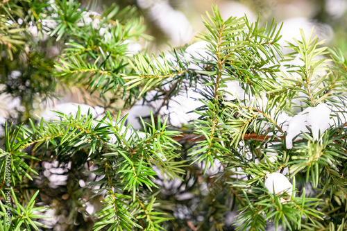 Snow covered needles of yew evergreen tree