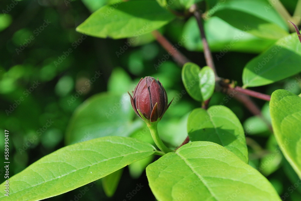 Calycanthus floridus, or commonly known as the eastern sweetshrub, Carolina all spice, or spice bush Calycanthus floridus, or commonly known as the eastern sweetshrub, Carolina all spice, or spice bush