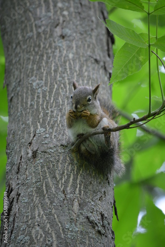 squirrel in forest © tacse7