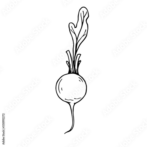 Botanical sketch of summer radish vegetables with leaves. Vector graphics.	