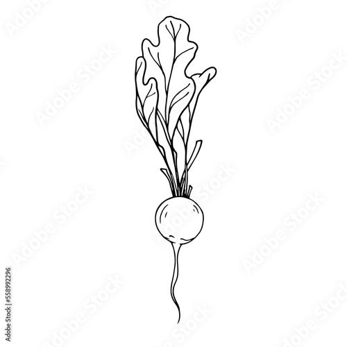 Botanical sketch of summer radish vegetables with leaves. Vector graphics.	