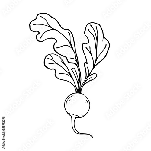 Botanical sketch of summer radish vegetables with leaves. Vector graphics.	