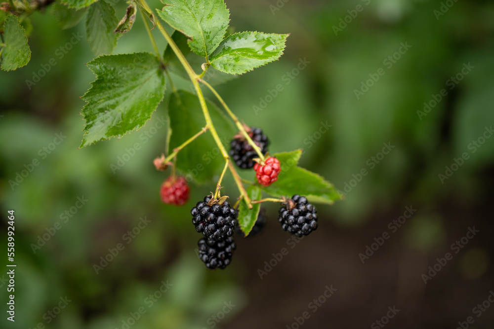 Black raspberry wild growing berries ripening near the forest, closeup Black raspberry wild growing berries ripening near the forest, closeup