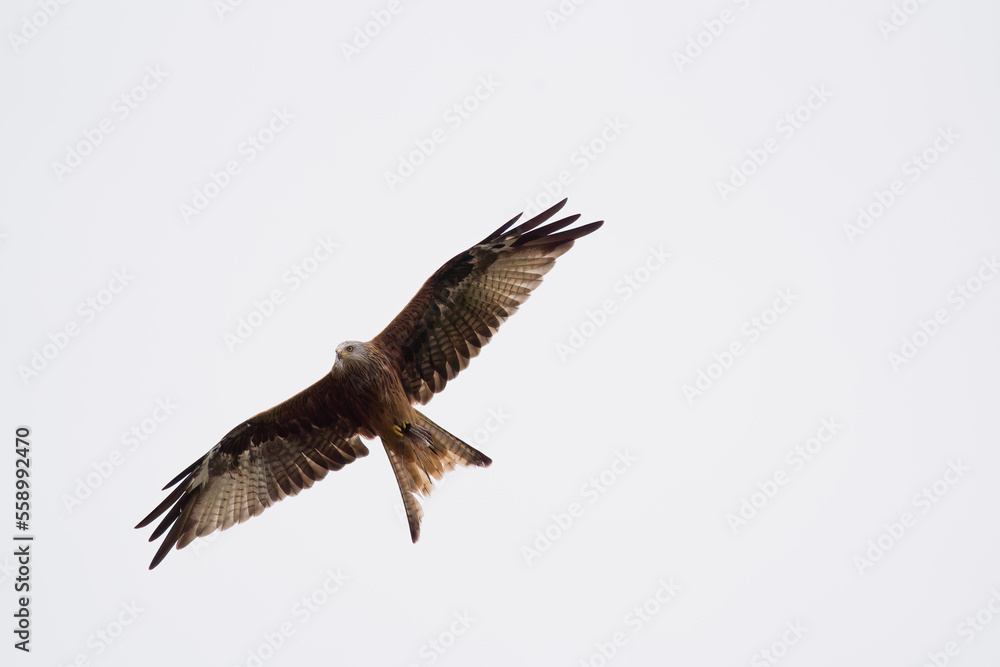 Obraz premium Red kite