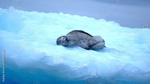 Leopard seal (Hydrurga leptonyx) on an iceberg at Kinnes Cove, Joinville Island, Antarctica photo