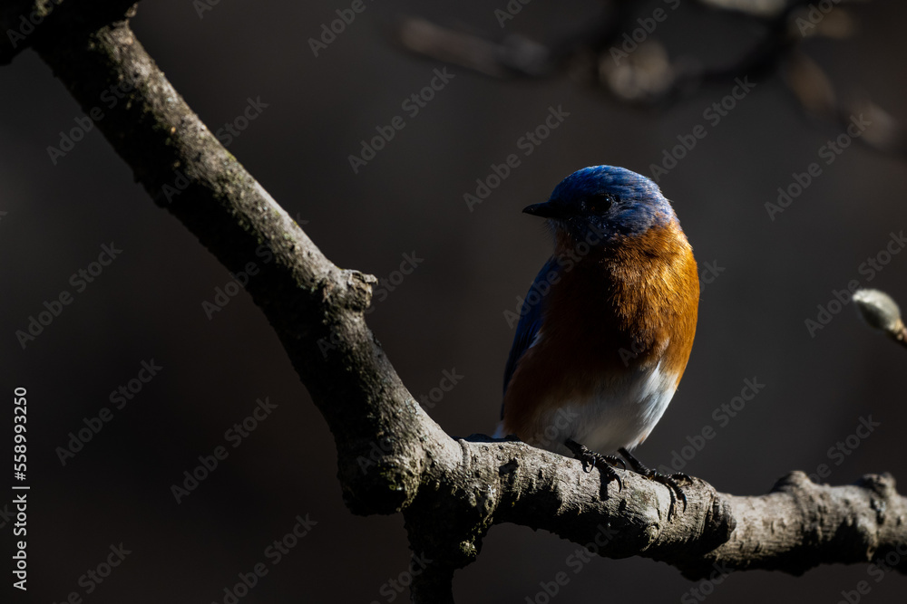 Naklejka premium Bluebird on a branch