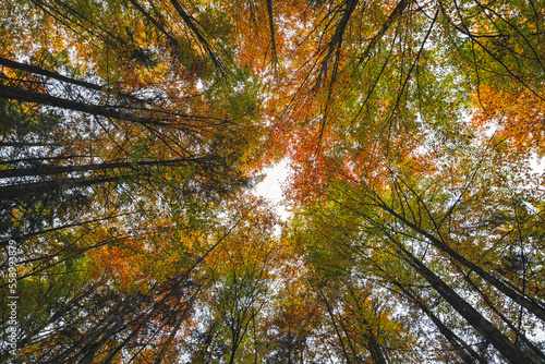 Herbstwald Landschaft in Froschperspektive mit Laubbäumen und herbstlich bunten Blätter unter einem Blätterdach als Hintergrund an einem sonnigen Tag