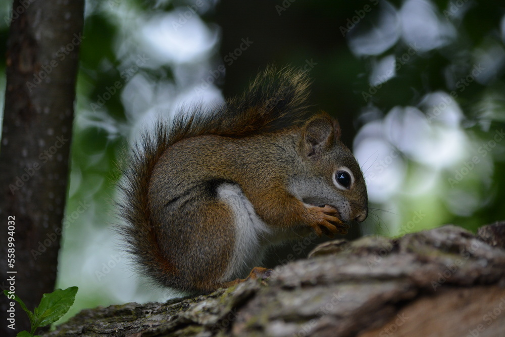 squirrel in forest