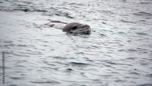 Leopard seal (Hydrurga leptonyx) swimming in the Southern Ocean at Kinnes Cove, Joinville Island, Antarctica