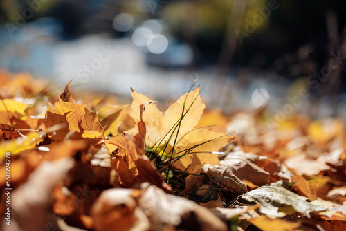 beautiful autumbeautiful autumn foliage close-up