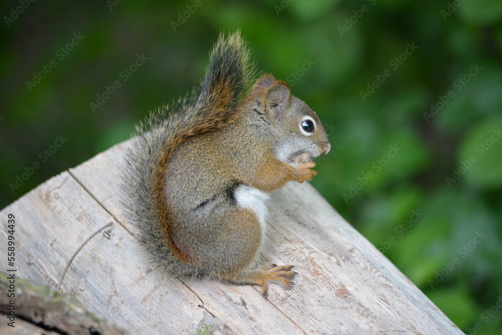 squirrel in forest squirrel in forest