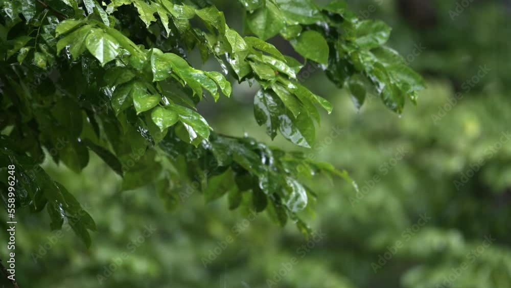 raining shower drop on leaf tree, close up of rainfall in jungle,Heavy Rain Falling on Tree Leaves in forest. droplets fixed on green leaves, Raining day in tropical forest. Raindrop in deep jungle. raining shower drop on leaf tree, close up of rainfall in jungle,Heavy Rain Falling on Tree Leaves in forest. droplets fixed on green leaves, Raining day in tropical forest. Raindrop in deep jungle.