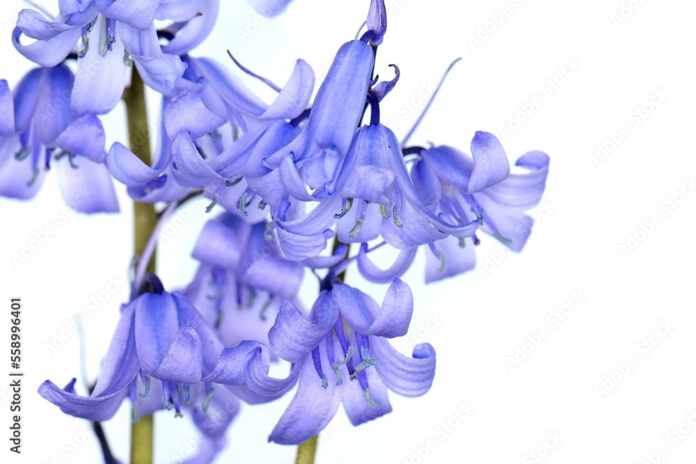 Spring bluebells, in macro, isolated on white background. Hyacinthoides non-scripta. Spring bluebells, in macro, isolated on white background. Hyacinthoides non-scripta.
